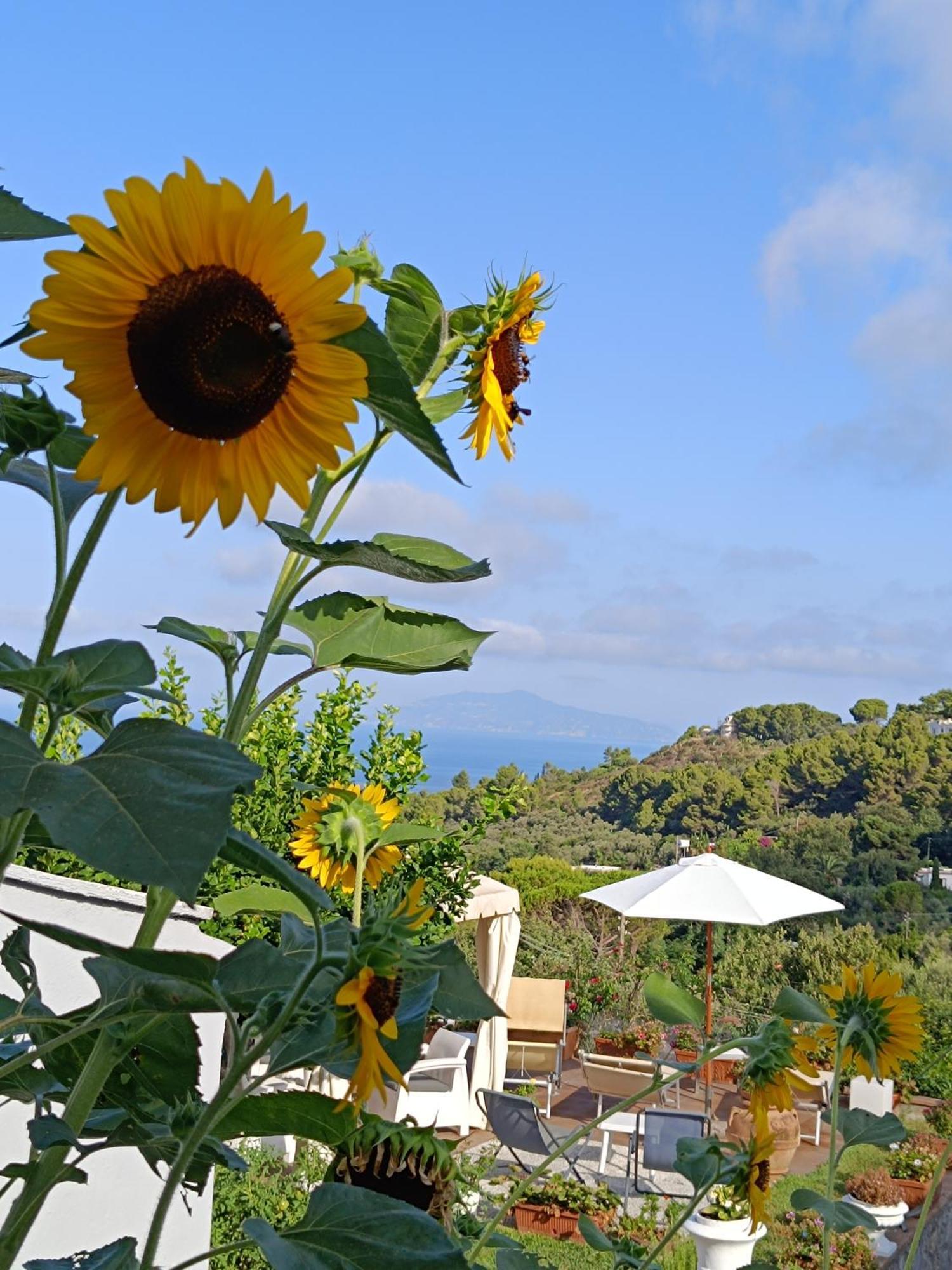 B&B Villa Cristina Anacapri  Eksteriør billede